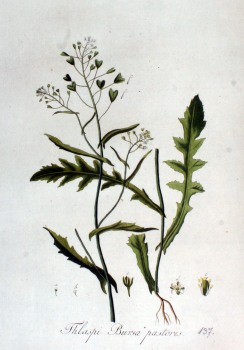 % Hirtentäschel Kraut bio